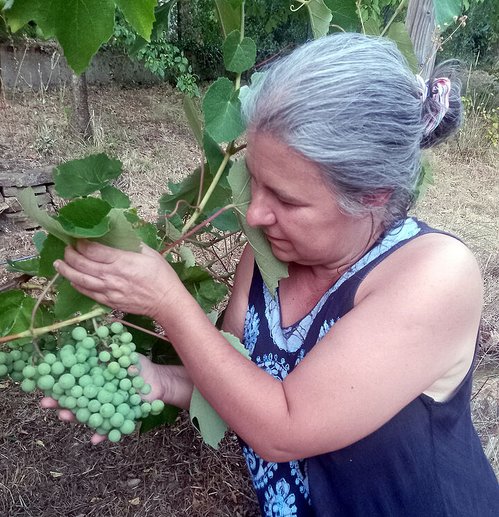Eine Frau hält eine Weinrebe mit großen Trauben in der Hand.