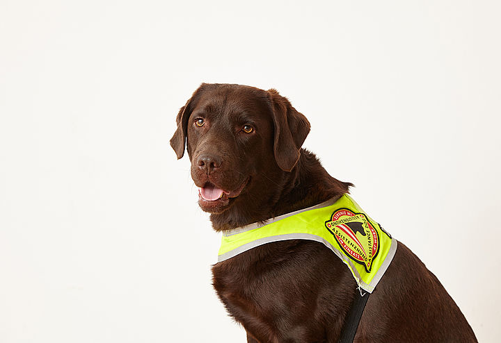 Ein brauner Führhund mit Kenndecke und treuherzigen Augen lechelt, ..äh hechelt in die Kamera.