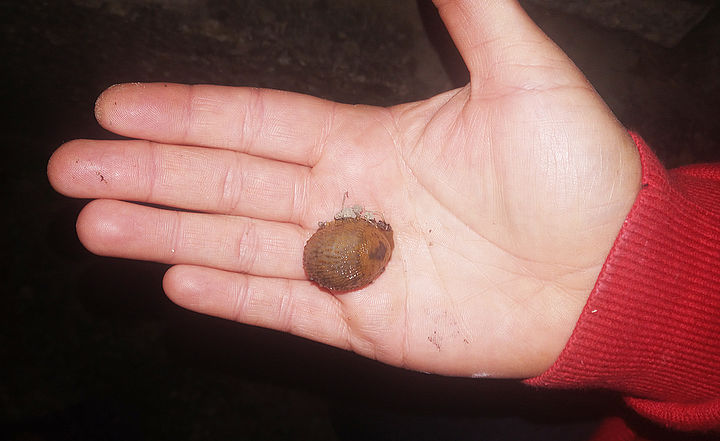 Auf Marions Hand eine kleine verschreckte (?) Schnecke.