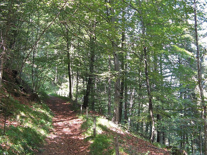 Ein Naturpfad mitten im Wald, mit behelfsmäßigem Geländer rechts an der leicht abschüssigen Seite.