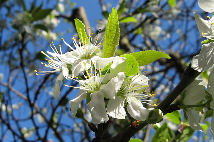 Nahaufnahme von weißen Blüten an einem Ast, vor blitzblauem Himmel hinter noch recht kahlen weiteren Ästen.