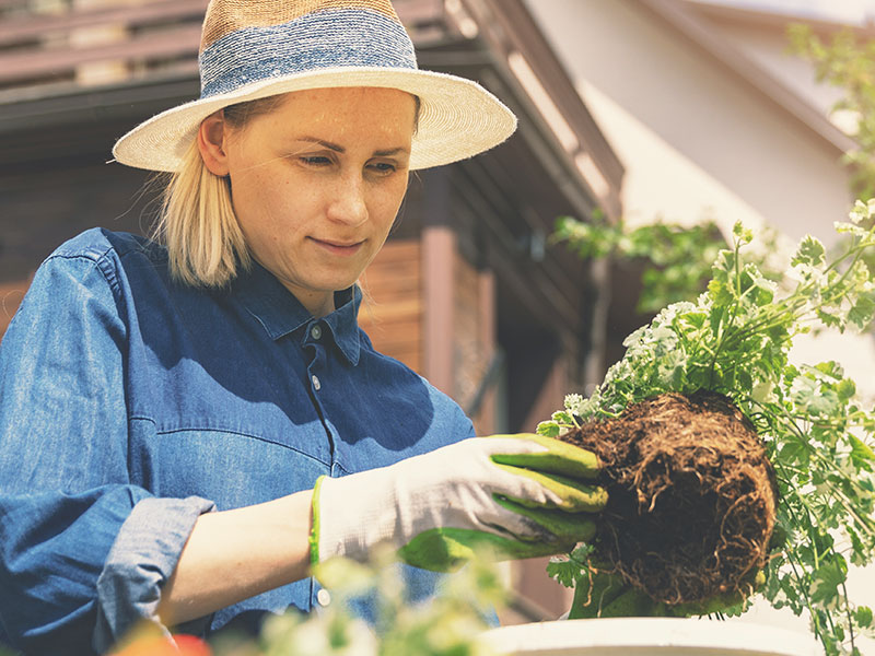 Eine blonde Frau mit Sonnenhut und Gartenhandschuhen. Sie steht in einem Garten und topft gerade eine Pflanze um.